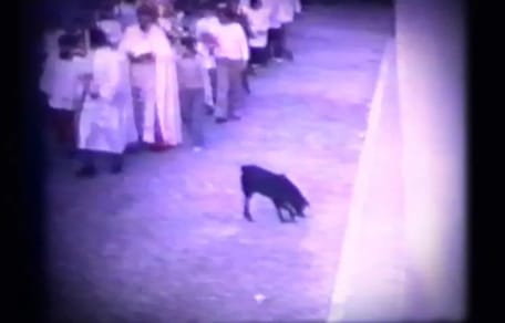 moro-el-perro-de-los-entierros