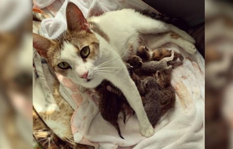 Mother cat with huge litter of kittens