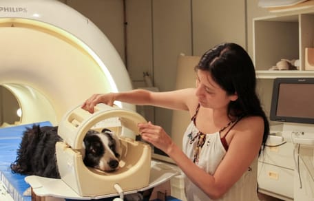 MRI onderzoek wijst uit dat honden veel meer mensenlijke emoties kunnen lezen
