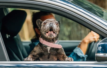 multa-viajar-perro-semana-santa