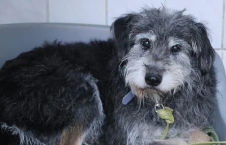 Mumin in seinem Körbchen