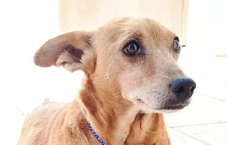 musa-perrita-en-adopcion