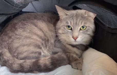 Musso the cat