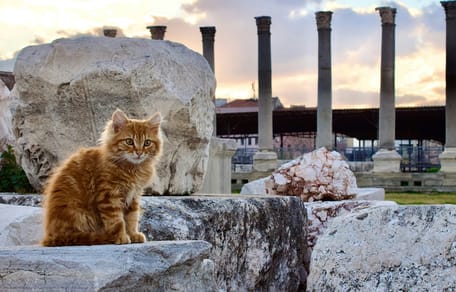 mythologische kattennamen