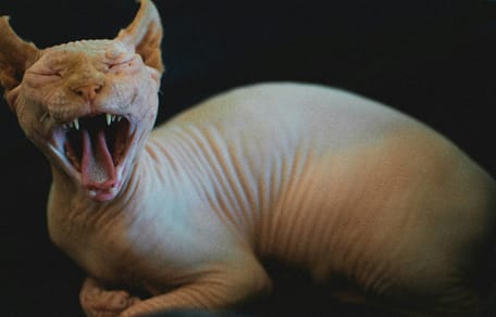 Alsof mijn katten verboden liefde zijn: verdriet en woede om nieuw verbod op populaire rassen