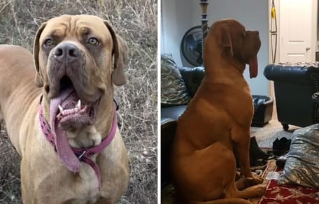 Najdłuższy język świata u psa