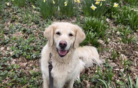 Nala is op zoek naar een nieuw thuis. Adopteer jij haar?