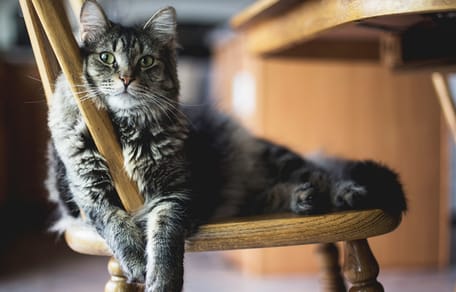 Namen voor katten