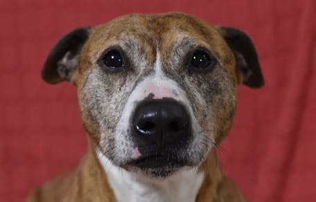 nano-perro-en-adopcion-lugo