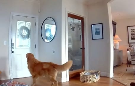Nash der Golden Retriever