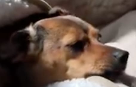Nellie the dog