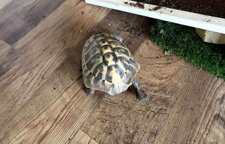 Die Schildkröte Nelly