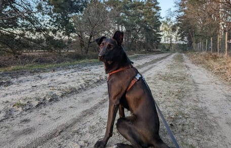 Nero is op zoek naar een nieuw thuis. Adopteer jij haar?