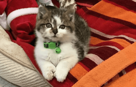 Adorable chaton sauvé