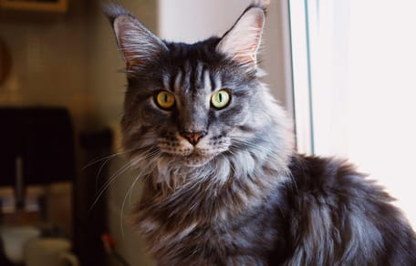 Niet 1 van de Maine Coone katten uit het verhaal