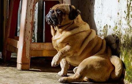 Nieuw implantaat wordt getest tegen overgewicht bij honden