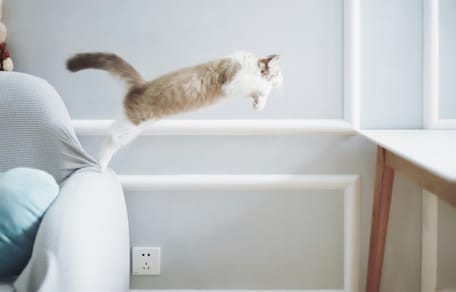 Nieuw onderzoek geeft antwoord op de vraag waarom katten altijd op hun pootjes landen