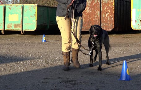 Nieuwe espace room, maar dan voor honden, in Belfeld