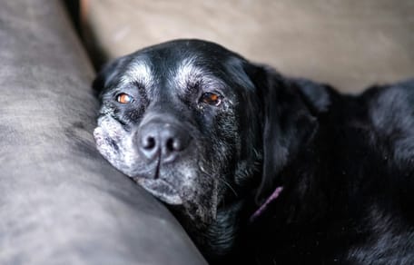 Nieuwe pil geeft honden extra jaren