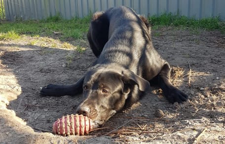Nike is op zoek naar zijn nieuwe thuis. Adopteer jij hem?