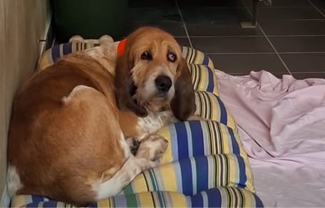 Nina, chienne de 9 ans