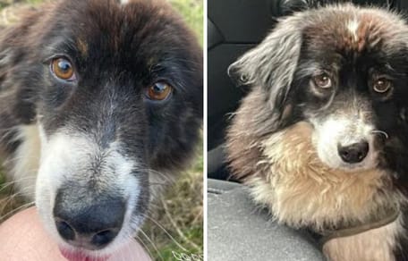 Nolly, mini Amerikaanse Herder teefje ter adoptie