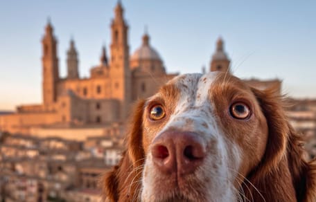 Nombres aragoneses para perros