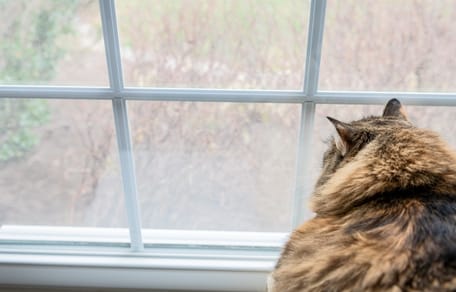 Norwegische Waldkatze schaut aus dem Fenster