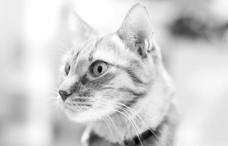 nostaligsche kattennamen