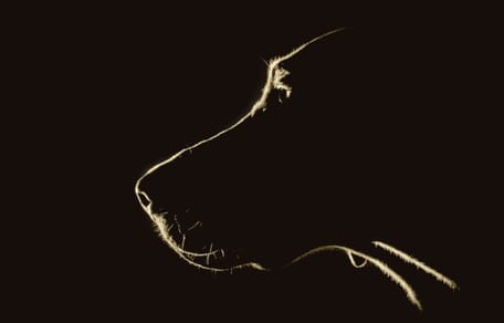 nuevas-razas-de-perros-reconocidas-federacion-cinologica-internacional