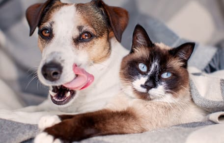 obowiązkowe czipowanie psów i kotów