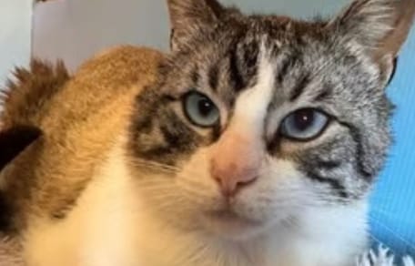 ojitos-gato-adopcion