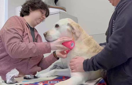 Olivia the therapy dog