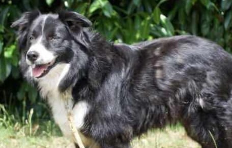 Olly, chien Border Collie à adopter