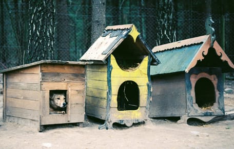 Onder de honderden verwaarloosde dieren onder meer honden en katten