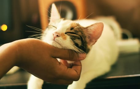 Onderzoek toont verband tussen het hebben van een kat en een mentale aandoening