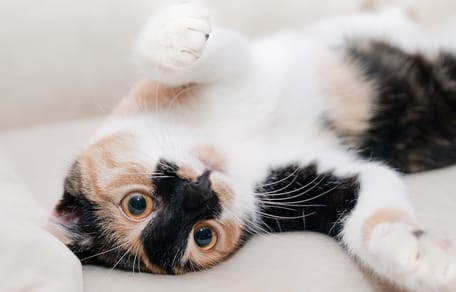 Declawing o onicectomia nel gatto: cos’è, perché è controversa e quali sono le alternative