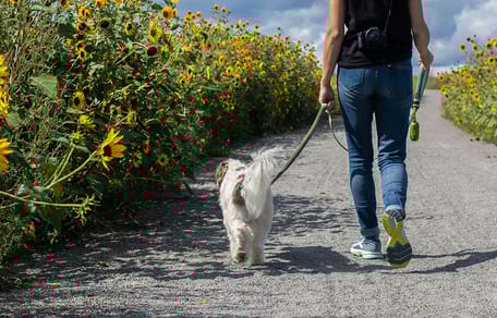 Op veel plekken in Nederland staalslakken die giftig zijn voor honden