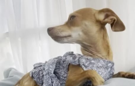 Opal la chienne
