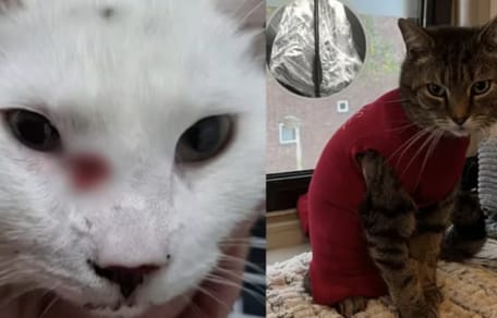 Opnieuw kat beschoten in Eindhoven