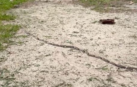 oruga-procesionaria-del-pino-en-el-campo