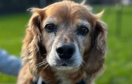 Oscar is op zoek naar een nieuw thuis. Adopteer jij hem?