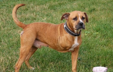 Osslo, hond ter adoptie