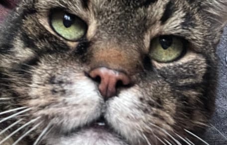 Othello, un chat de 15 ans