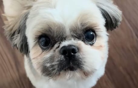 Otto le chien