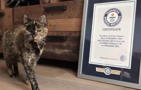 Oudste kat ter wereld Flossie is 30 jaar oud