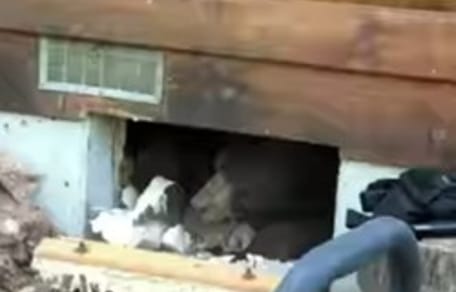 Ours caché dans une cave