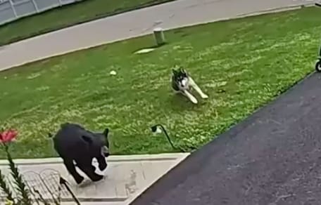 Bär im Garten