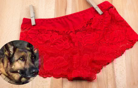 Owczarek niemiecki i bielizna