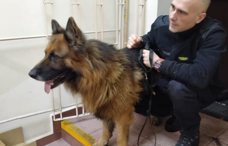Deutscher Schäferhund und ein Stadtpolizist.